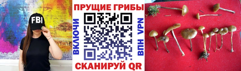 маркетплейс состав  наркотики  Сосновоборск  Псилоцибиновые грибы Magic Shrooms  OMG tor 